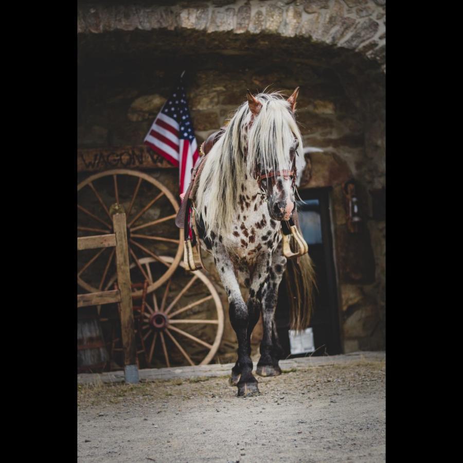 Ranch Du Haut-Languedoc La Salvetat-sur-Agout エクステリア 写真