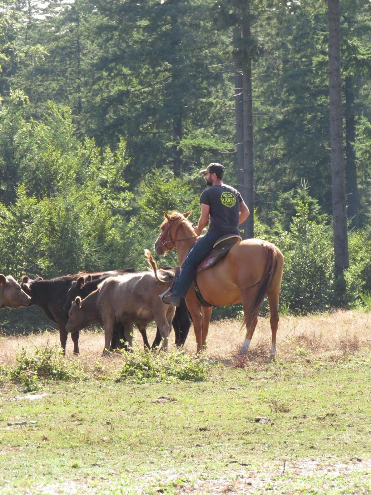 Ranch Du Haut-Languedoc La Salvetat-sur-Agout エクステリア 写真